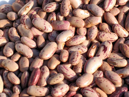 Beans from Lamon