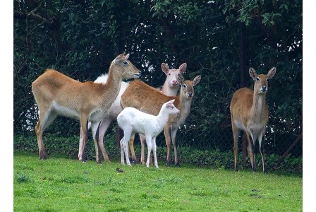 Antelopes in Italian Zoo