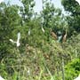 Garzaia in Lomellina, Lombardy, with purple herons and egrets